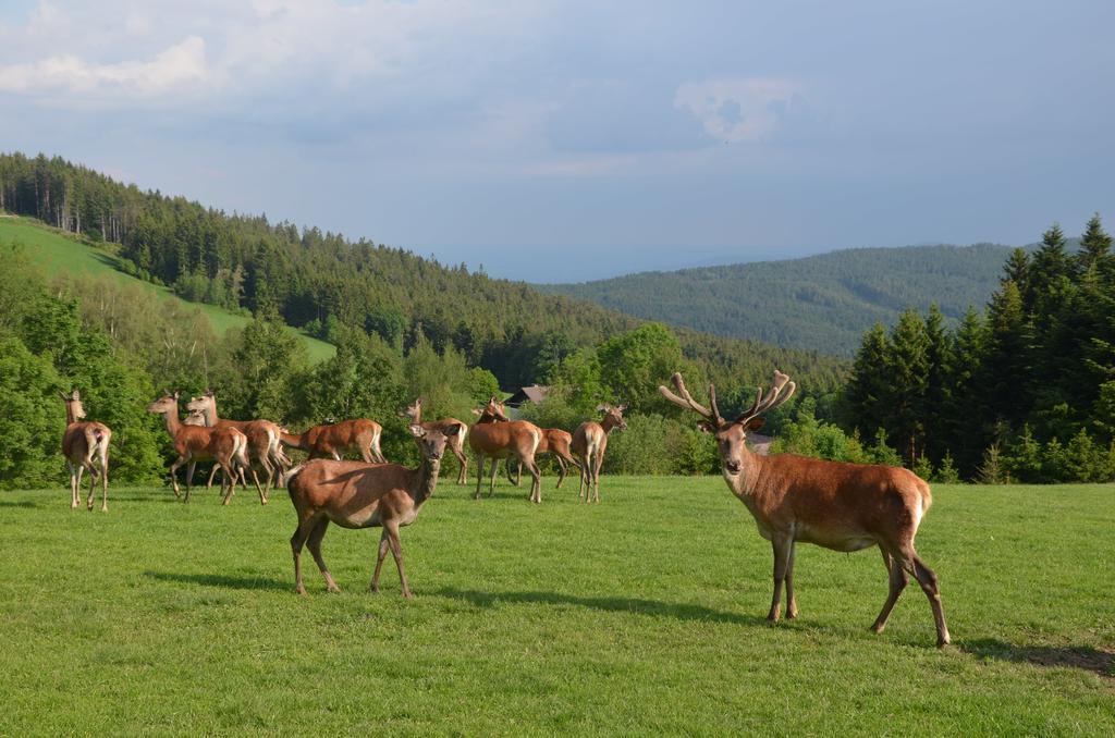 Wildwiesenhof Miesenbach  Εξωτερικό φωτογραφία