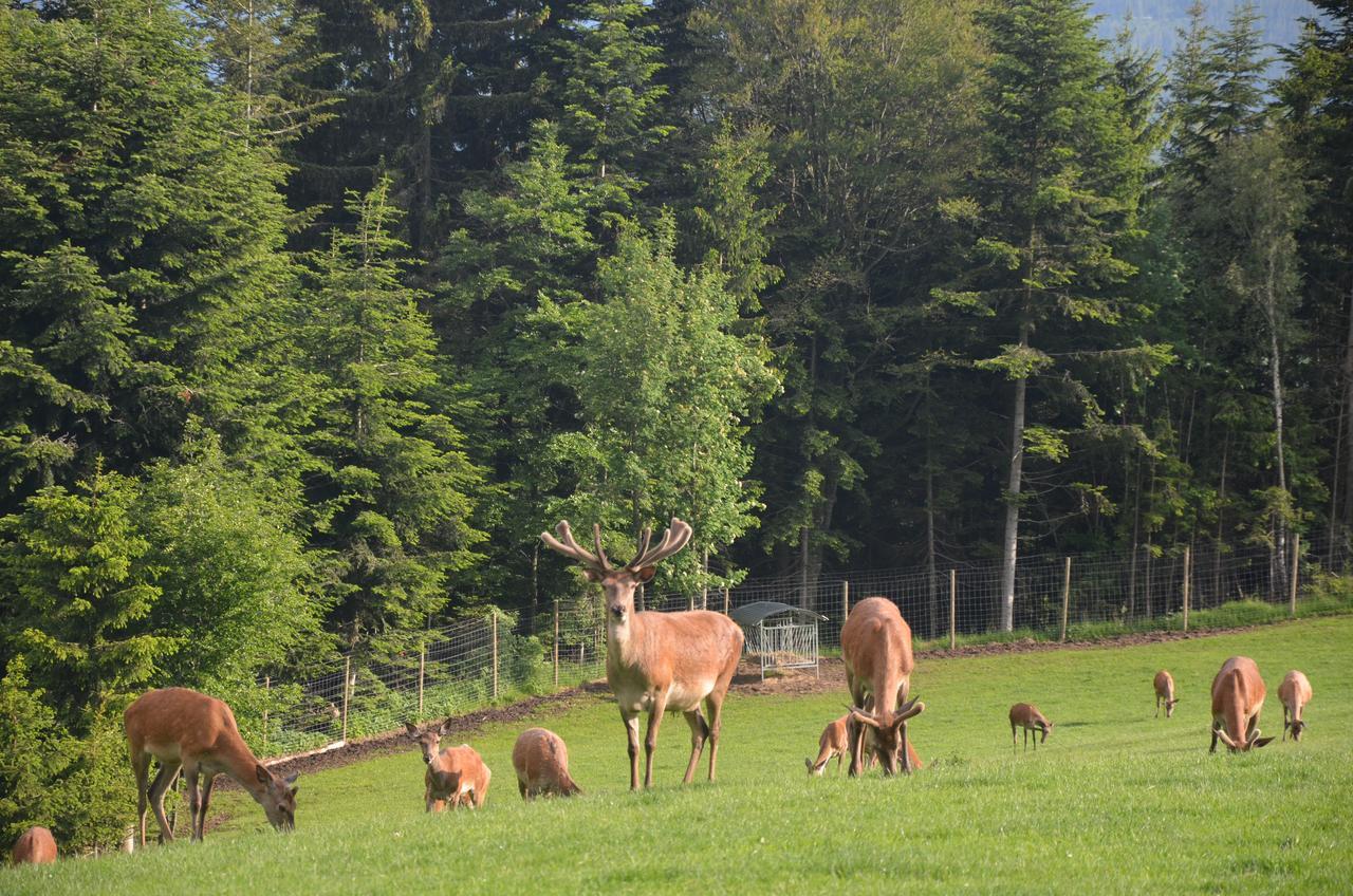 Wildwiesenhof Miesenbach  Εξωτερικό φωτογραφία